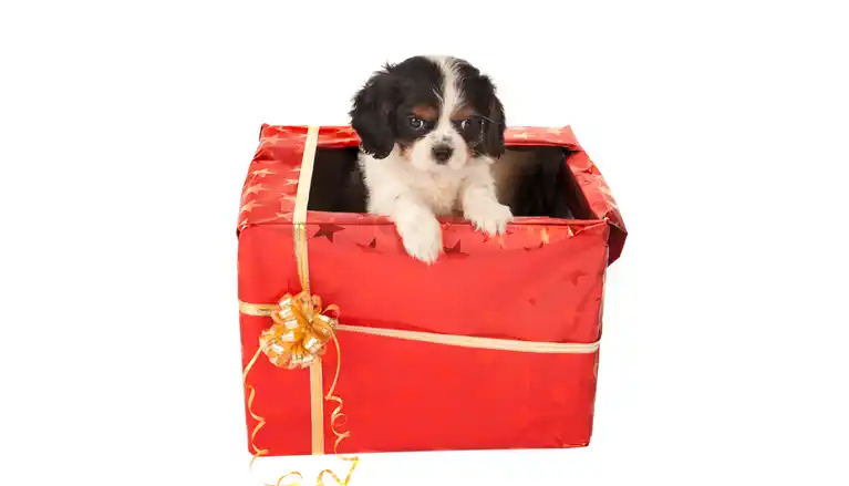 Puupy gift